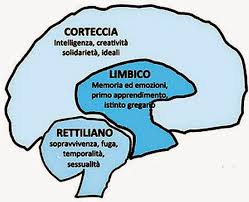 comè è strutturato il cervello degli esseri umani